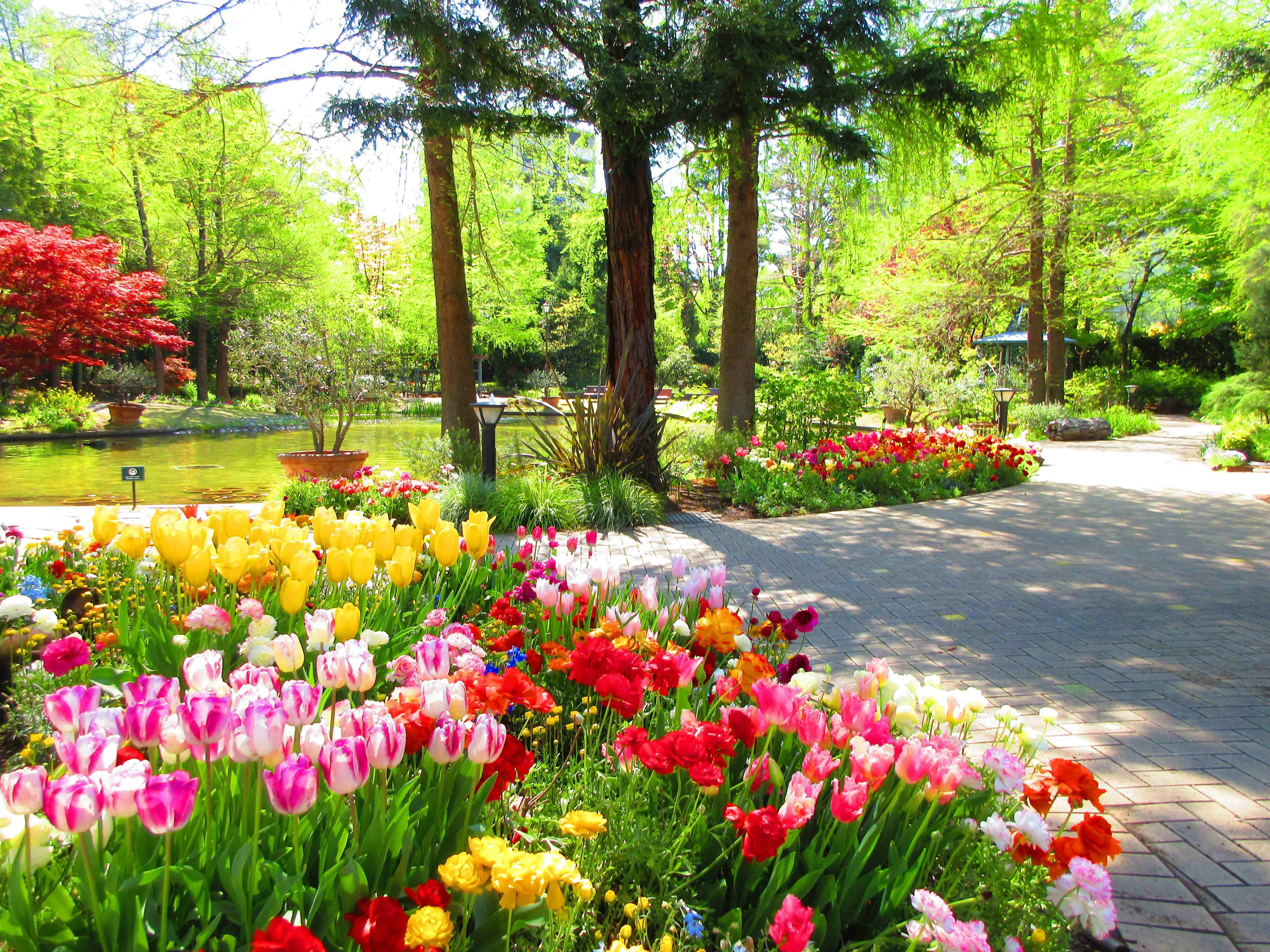 Ảnh vườn hoa tulip